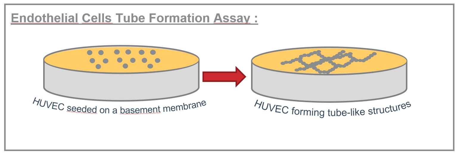 2023.06_cbo_tube formation assay principle